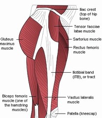 Gluteus